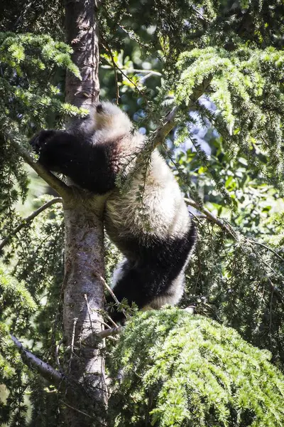 Majestueuze Pandabeer Dartelend Een Weelderige Boom Een Verbluffende Vertoning Van Stockfoto