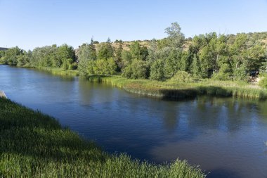 İspanya, Soria 'da yemyeşil yemyeşil akan Duero Nehri' nin huzurlu bir manzarası. Sakin sular etrafındaki ağaçları yansıtıyor, sakin ve resimsel bir manzara yaratıyor.