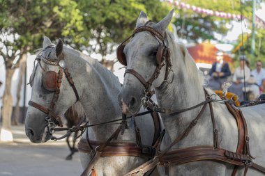İspanyol kültürünü kutlayan geleneksel atlar, Malaga 'nın ikonik yaz fuarında dans ediyor. Endülüs' ün kalbinde binicilik mükemmelliği sergiliyorlar..