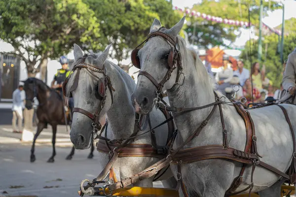 stock image Equestrian artistry on display, horses perform dressage in the vibrant setting of Malaga Fair, a gem of Spanish tradition and festivity