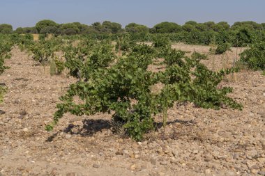 Kayalık kayalıklarda, açık gökyüzünün altında kurak topraklarda büyüyen alçak çalı bağlarından oluşan bir bağ. Tarım, ziraat ve kırsal arazi temaları için mükemmel.