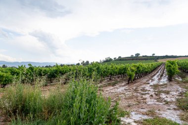 Fırtına sonrası sakin tarlalar ve La Rioja üzüm bağları