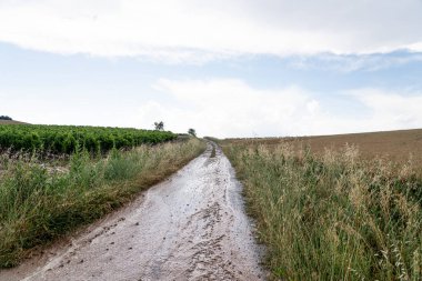 İspanya 'da fırtınadan sonra La Rioja' da Majestic Vineyards ve Fields
