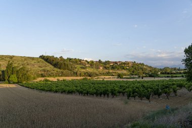 Nefes kesici üzüm bağları. La Rioja 'da Güneş Işığı Altında.