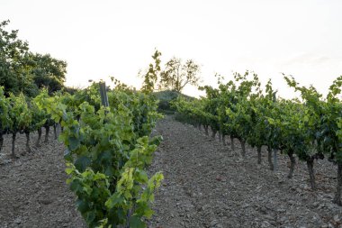 İspanya 'nın başkenti Rioja' da, Haro 'daki üzüm bağlarının üzerinde gün batımı