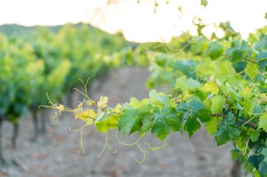 Haro, İspanya 'daki Majestic Sunset Views On Vineyards
