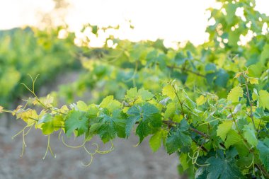 Alacakaranlıktaki Haro üzüm bağlarında hasat zamanı