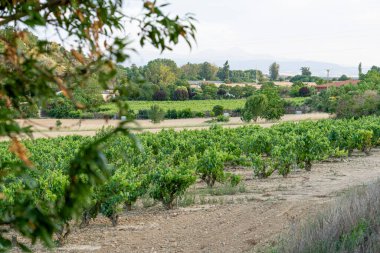 Haro, Rioja 'daki Sunset Vineyards - Büyüleyici İspanyol Peyzajı