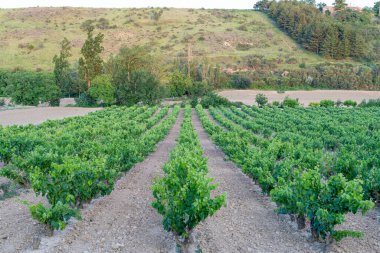 Altın Saat Haro Vineyards, Rioja - İspanyol Hazinesi