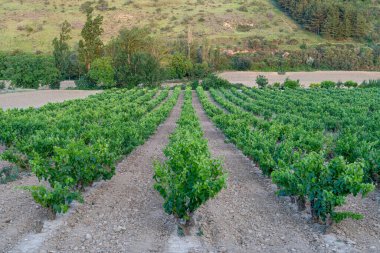 Haro, Rioja 'daki üzüm bağlarının üzerindeki alacakaranlık - İspanyol Şarap Cenneti