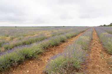 Brihuega, Guadalajara 'daki lavanta tarlaları renkli bitkileri hasat için hazırlar. Manzara ufuk boyunca uzanıyor bulutlu bir gökyüzünün altında, doğanın güzelliğini vurguluyor..