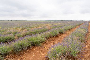 Brihuega, Guadalajara 'da, lavanta tarlaları canlı mor çiçeklerle dolu araziye yayılır. Ziyaretçiler, çiçek mevsiminde doğanın dingin güzelliğinin tadını çıkarabilirler..