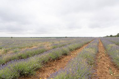 Brihuega manzarası boyunca bol bol açan lavanta sıraları. Bulutlu gökyüzü, hasat mevsiminde bu güzel tarım sahnesine dingin bir zemin ekler..