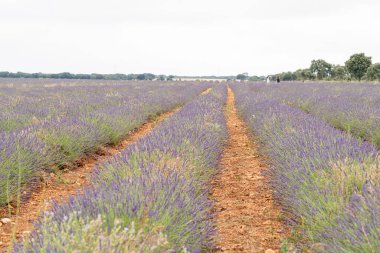 Canlı lavanta tarlaları Brihuega, Guadalajara boyunca uzanıyor. Ziyaretçiler bulutlu bir yaz gökyüzünün altında kokulu çiçekleri keşfeder ve hasat mevsiminin güzelliklerini yakalar..
