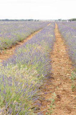 İspanya 'nın Guadalajara kentindeki Brihuega boyunca uzanan lavanta tarlaları pitoresk bir manzara yaratıyor. Ziyaretçiler rengarenk sıralarda dolanıp, yaz boyunca güzel kokulu çiçekleri takdir ederler..