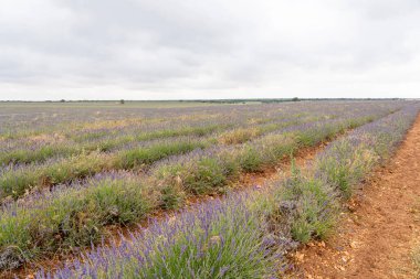İlkbaharın sonlarında, Brihuega, Guadalajara 'da geniş lavanta alanları bulutlu gökyüzü boyunca uzanıyor. Canlı mor çiçekler, toprak tonlarına karşı gelişir..