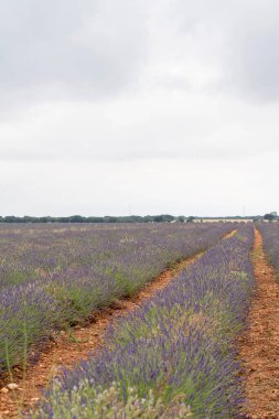 Uzun lavanta bitkileri, Brihuega 'nın toprak yolu boyunca uzanır ve bulutlu gökyüzünün altında sakin bir manzara yaratır. Ziyaretçiler, huzurlu ortamı takdir ederek, aromatik alanlarda geziniyorlar..