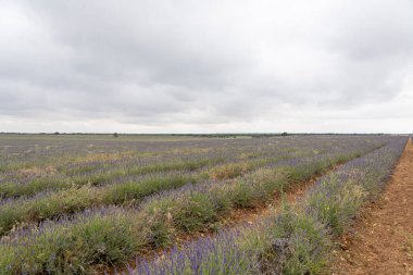 Brihuega, Guadalajara 'da geniş lavanta tarlaları bulutlu bir gökyüzü altında mor çiçeklerin bir karışımını ortaya çıkararak Castilla-La Mancha kırsalının özünü yakalıyor..