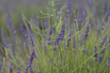 Ziyaretçiler, lavanta festivali sırasında Brihuega 'daki güzel lavanta tarlalarını keşfediyor. Etrafı kokulu mor çiçekler ve İspanya' da şenlikli bir atmosferle çevrili..