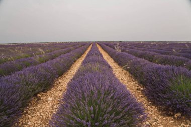 Brihuega Lavanta Festivali sırasında manzara boyunca uzanan canlı lavanta sıraları. Ziyaretçiler İspanya 'nın Guadalajara kentindeki çiçeklerin çarpıcı güzelliğinin tadını çıkararak unutulmaz bir deneyim yaratıyorlar..