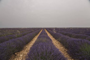 Brihuega 'daki tarlalar boyunca uzanan canlı lavanta sıraları, Lavanta Festivali boyunca ziyaretçileri cezbediyor. Manzarası Castilla-La Mancha 'nın cazibesini yansıtıyor..