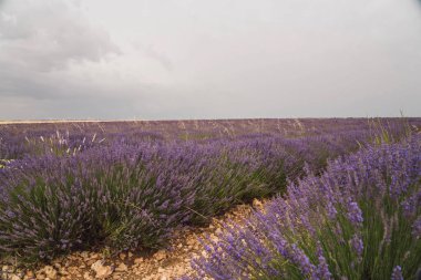 Canlı lavanta tarlaları Brihuega boyunca uzanıyor ve Guadalajara 'daki Lavanta Festivali' nin ruhunu yakalıyor. Ziyaretçiler bulutlu bir gökyüzünün altında güzel bir manzaranın ortasında güzel kokulu çiçeklerin tadını çıkarırlar..
