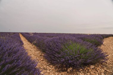 Ziyaretçilerin İspanya 'nın Guadalajara kentindeki Lavanda festivalini kutladıkları Brihuega' nın büyüleyici lavanta tarlalarında gezmenin tadını çıkarın. Canlı mor çiçekler huzurlu bir atmosfer yaratır..
