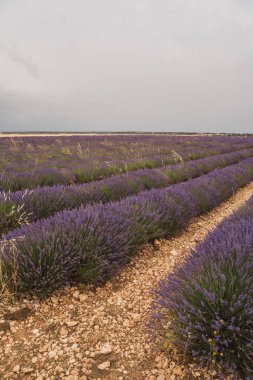 İspanya 'nın Brihuega kentinde düzenlenen Lavanda Festivali sırasında lavanta tarlaları manzara boyunca uzanıyor. Ziyaretçiler, yumuşak gri gökyüzünün altında yuvarlanan mor renklerin ortasındaki aromatik güzelliğin tadını çıkarıyorlar..