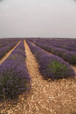Geleneksel Lavanda Festivali yaz güneşinde açan lavanta çiçeklerinin güzelliğini ve kokusunu kutlarken, ziyaretçiler Brihuega, Guadalajara 'daki geniş lavanta tarlalarında geziniyorlar..