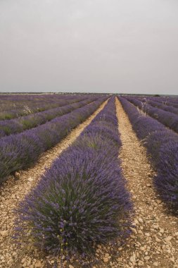 Geleneksel Lavanta Festivali sırasında canlı mor çiçekler sergilenen Brihuega manzarası boyunca lavanta tarlaları uzanıyor. Ziyaretçiler tarlaları keşfederken aromatik atmosferin tadını çıkarıyorlar.
