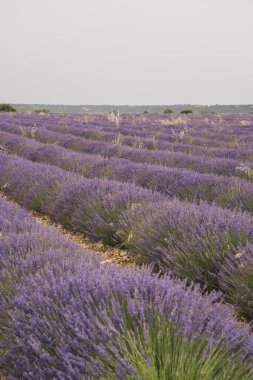 Ziyaretçiler, Brihuega 'daki Lavanda Festivali' nin büyüleyici mor lavanta tarlalarında dolaşarak, hoş kokulu çiçeklerin ve Castilla-La Mancha 'nın ılık yaz havasının tadını çıkarıyorlar..
