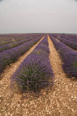 Ziyaretçiler, geleneksel Lavanta Festivali sırasında canlı renkler ve aromatik kokuları deneyimleyerek Brihuega 'nın büyüleyici lavanta tarlalarında geziniyorlar..