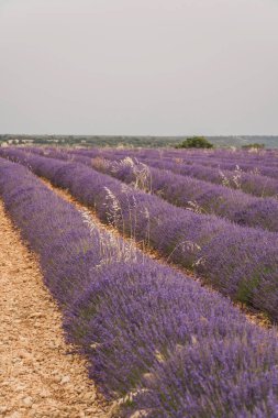 Geleneksel Lavanta Festivali münasebetiyle Brihuega 'daki arazide mor lavanta tarlaları uzanıyor. Ziyaretçiler, bu kültürel kutlama sırasında güzel manzaranın ve büyüleyici kokuların tadını çıkarıyorlar..