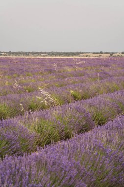 Ziyaretçiler, Brihuega, Guadalajara 'daki Festival de la Lavanda' da canlı mor lavanda tarlalarının keyfini çıkarıyorlar. Bu yıllık yaz kutlaması kalabalığı doğanın güzelliğine hayran bırakıyor..