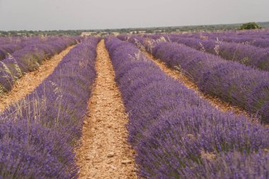 Brihuega 'daki De la Lavanda Festivali sırasında manzara boyunca uzanan renkli lavanta tarlaları, yaz aylarında canlı manzaralı ve manzaralı ziyaretçileri cezbediyor..