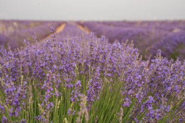 Ziyaretçiler, Brihuega, Guadalajara 'daki Lavanda Festivali sırasında kendilerini güzel lavanta tarlalarına daldırıyorlar. Büyüleyici mor çiçekler huzurlu bir atmosfer yaratır..