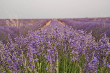 Brihuega, Guadalajara 'daki Lavander Festivali sırasında arazide canlı lavanta tarlaları uzanıyor. Ziyaretçiler kendilerini doğanın harikalarının mis kokulu güzelliğine kaptırırlar..