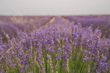 Ziyaretçiler, Brihuega, Guadalajara, Castilla-La Mancha 'daki Lavanta Festivali sırasında yerel kültür ve doğanın güzelliğini kutlayan büyüleyici lavanta tarlalarına hayran kaldılar..
