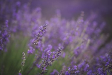 Lavanda Festivali 'nde lavanta tarlaları çiçek açmış, lavanta kokusunu ve güzelliğini kutluyorlar. Ziyaretçiler, İspanya 'nın Brihuega kentindeki canlı renklerin ve yerel kültürün keyfini çıkarıyorlar..