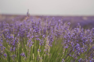 Festival de la Lavanda sırasında canlı lavanta tarlaları, ziyaretçileri Brihuega 'daki bu ikonik İspanyol çiçeğinin güzelliğini ve kokusunu tatmaları için cezbediyor..