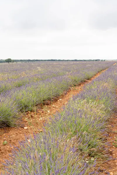 Brihuega boyunca uzanan canlı lavanta tarlaları, bulutlu gökyüzünün zemininde zengin mor çiçeklerin açtığını gösteriyor. Kokulu çiçeklerin arasında gezinen patika, ziyaretçileri keşfetmeye çağırıyor..