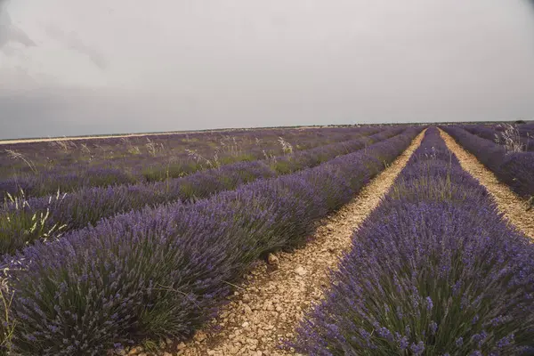 Brihuega, Guadalajara 'da lavanta tarlaları bulutlu bir gökyüzünün altında uzanıyor. Canlı mor çiçekler manzarayı kaplayarak ziyaretçileri yakınlardaki geleneksel Lavanta Festivali etkinliklerinin tadını çıkarmaya çekiyor..