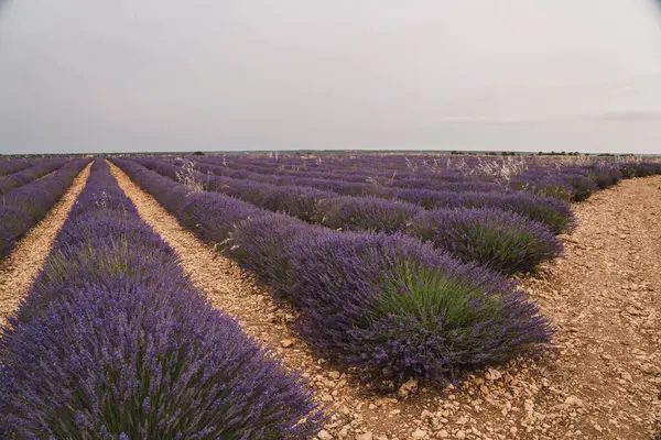 Konuklar, Brihuega, Guadalajara, İspanya 'da canlı mor çiçeklerle çevrili Lavanda Festivali sırasında geniş lavanta tarlalarını keşfediyorlar..