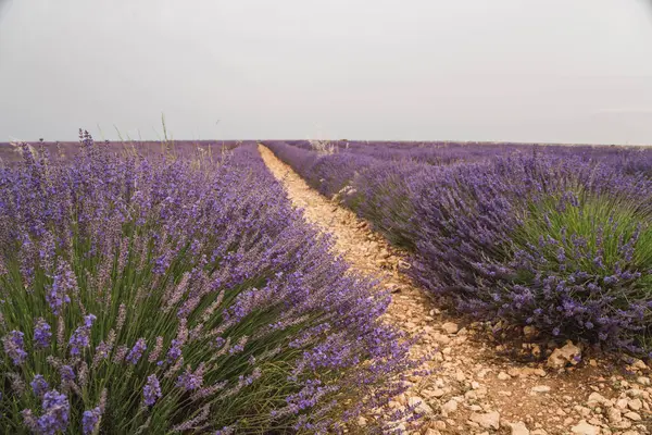 Brihuega 'da lavanta bitkileri canlı bir şekilde çiçek açarak ziyaretçileri Guadalajara' daki Lavanta Festivali 'nin güzelliğinin tadını çıkarmaya davet ediyor. Aromatik alanlarda gezinen patika, deneyimi güçlendirir..
