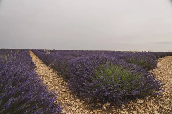 Ziyaretçilerin İspanya 'nın Guadalajara kentindeki Lavanda festivalini kutladıkları Brihuega' nın büyüleyici lavanta tarlalarında gezmenin tadını çıkarın. Canlı mor çiçekler huzurlu bir atmosfer yaratır..
