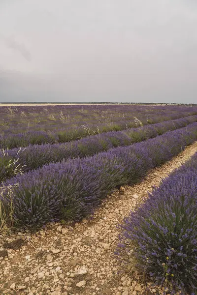 İspanya 'nın Brihuega kentinde düzenlenen Lavanda Festivali sırasında lavanta tarlaları manzara boyunca uzanıyor. Ziyaretçiler, yumuşak gri gökyüzünün altında yuvarlanan mor renklerin ortasındaki aromatik güzelliğin tadını çıkarıyorlar..