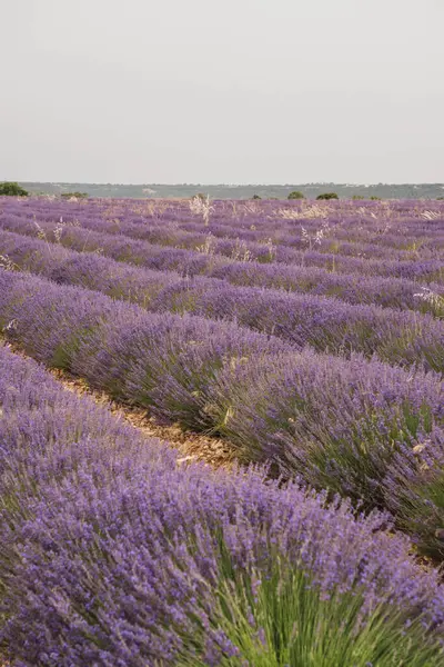 Ziyaretçiler, Brihuega 'daki Lavanda Festivali' nin büyüleyici mor lavanta tarlalarında dolaşarak, hoş kokulu çiçeklerin ve Castilla-La Mancha 'nın ılık yaz havasının tadını çıkarıyorlar..