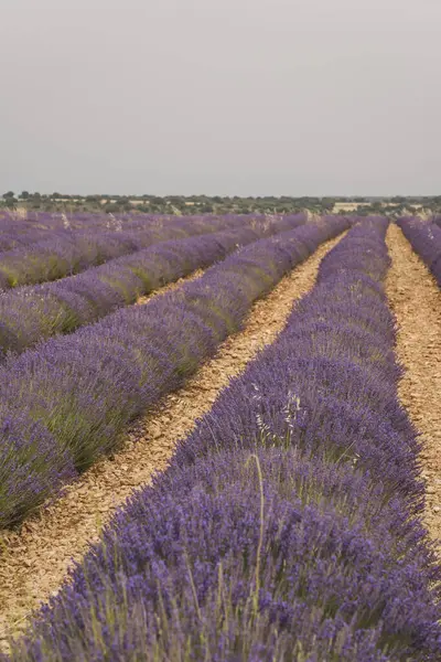 Ziyaretçiler, Lavanda Festivali sırasında Brihuega 'nın canlı lavanta tarlalarının keyfini çıkarıyorlar. Yumuşak bir gökyüzü altında çiçek açan lavanta sıraları sergiliyorlar ve sakin bir atmosfer yaratıyorlar..