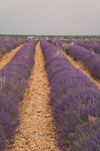 Lavanta bitkileri, Brihuega 'da düzenlenen Lavanta Festivali sırasında göz kamaştırıcı mor renkler sergileyerek uzun sıralarda canlı bir şekilde çiçek açarlar. Tarlalar manzaralı güzelliğe hayran ziyaretçileri cezbediyor..