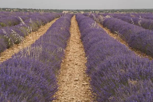 Brihuega, yaz boyunca sonu gelmeyen mor alanlar, yerel sanatçılar ve kültürel etkinliklerin yer aldığı büyüleyici bir Lavanta Festivali 'ne ev sahipliği yaptı. Ziyaretçiler canlı gösterilerden ve hoş kokulu lavantalardan hoşlanırlar.